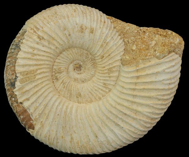 Perisphinctes Ammonite - Jurassic #68167
